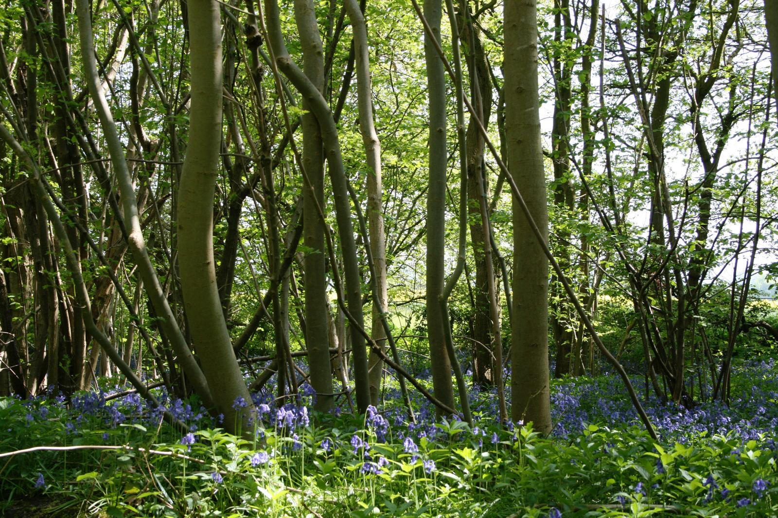 Photo taken by Christopher Dines.