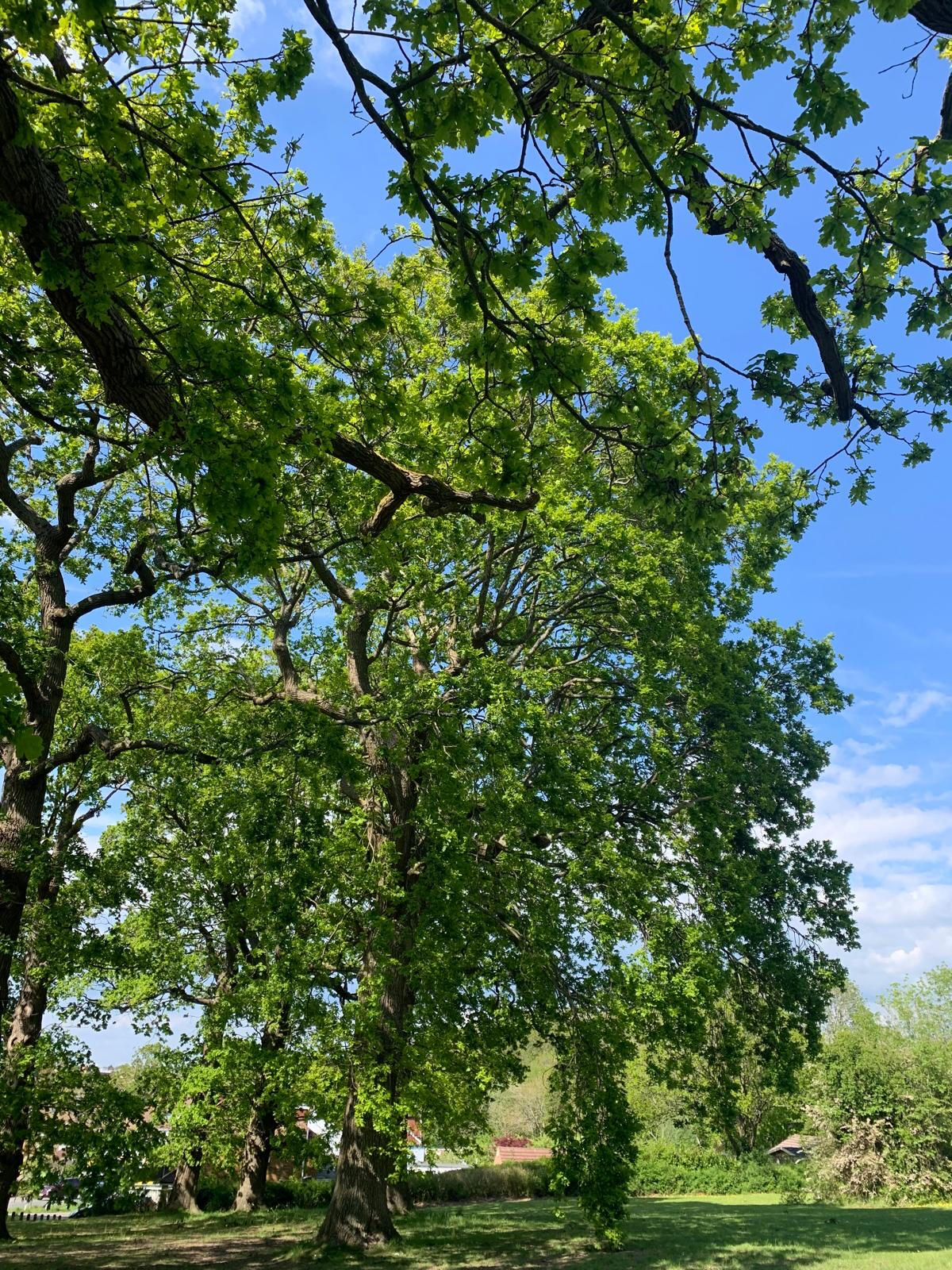 Photo taken by Christopher Dines.