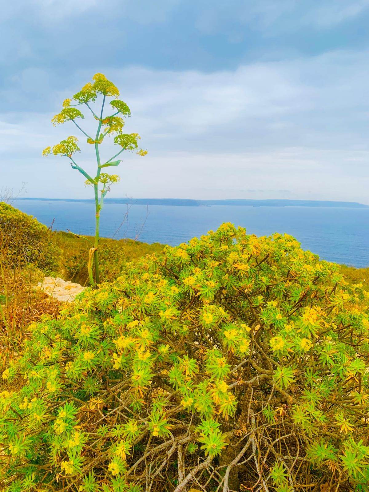 Photo taken by Christopher Dines.