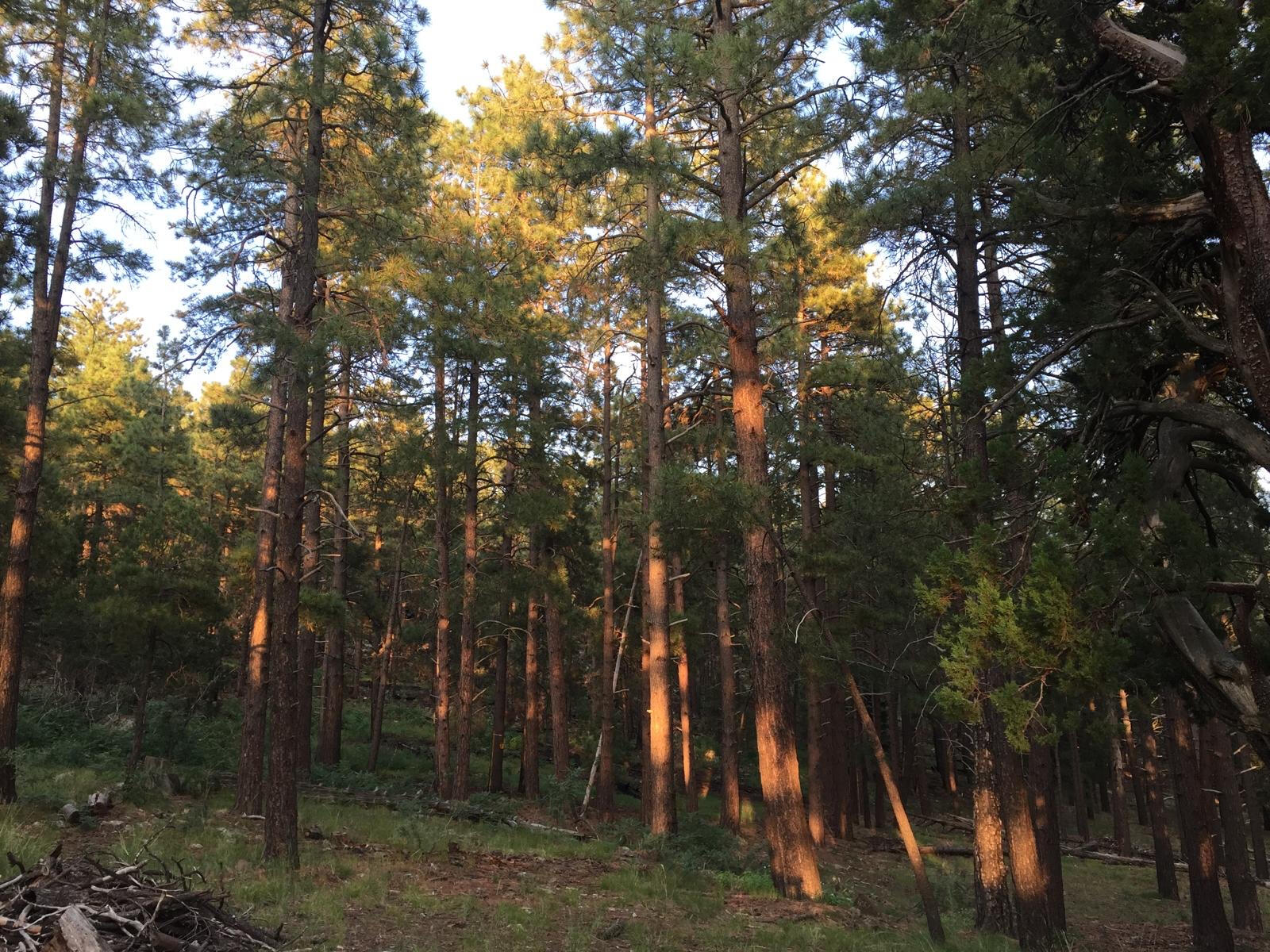 Photo taken by Christopher Dines.